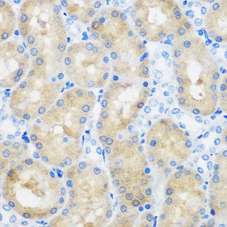 Immunohistochemistry - Anti-SPOUT1 Antibody (A306220) - Antibodies.com