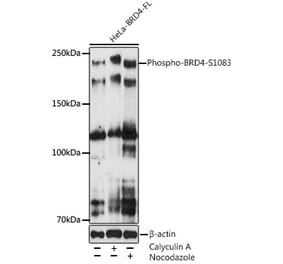 Western Blot - Anti-Brd4 (phospho Ser1083) Antibody [ARC5019-01] (A306225) - Antibodies.com