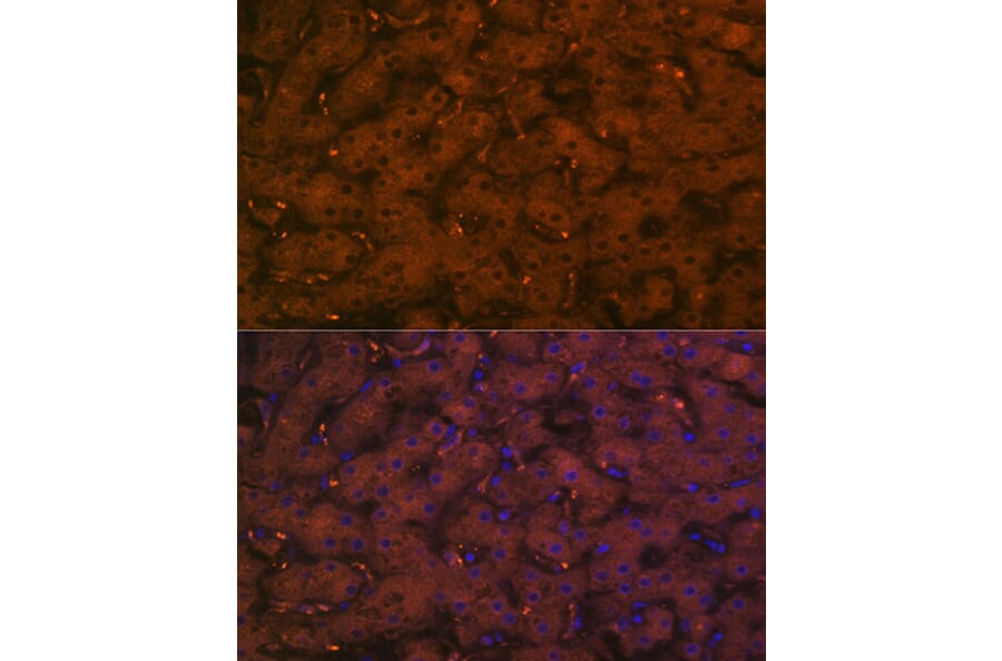 Immunofluorescence - Anti-C4a Antibody [ARC2037] (A306227) - Antibodies.com