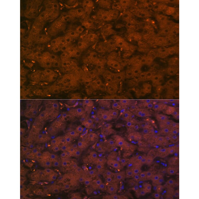 Immunofluorescence - Anti-C4a Antibody [ARC2037] (A306227) - Antibodies.com