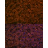 Immunofluorescence - Anti-C4a Antibody [ARC2037] (A306227) - Antibodies.com