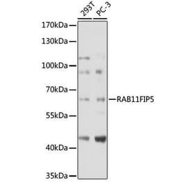 Western Blot - Anti-RAB11FIP5 Antibody (A306231) - Antibodies.com