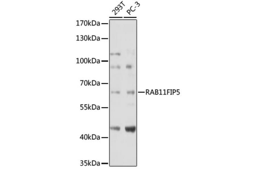Western Blot - Anti-RAB11FIP5 Antibody (A306231) - Antibodies.com