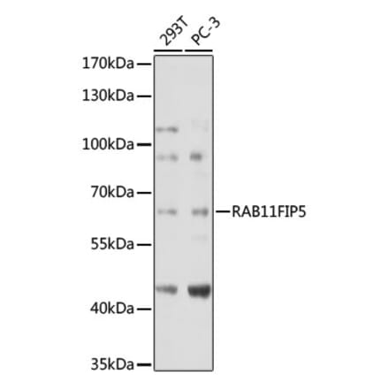 Western Blot - Anti-RAB11FIP5 Antibody (A306231) - Antibodies.com