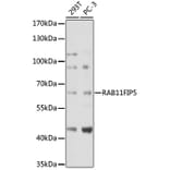 Western Blot - Anti-RAB11FIP5 Antibody (A306231) - Antibodies.com