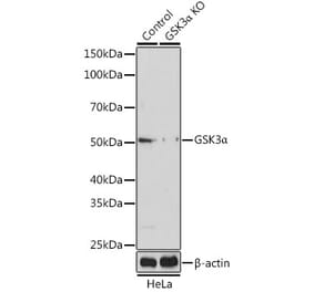 Western Blot - Anti-GSK3 alpha Antibody (A306234) - Antibodies.com