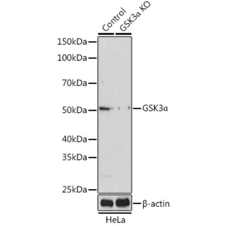 Western Blot - Anti-GSK3 alpha Antibody (A306234) - Antibodies.com