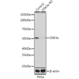 Western Blot - Anti-GSK3 alpha Antibody (A306234) - Antibodies.com