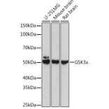 Western Blot - Anti-GSK3 alpha Antibody (A306234) - Antibodies.com