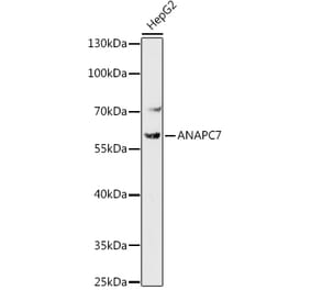 Western Blot - Anti-Apc7 Antibody (A306236) - Antibodies.com