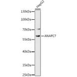 Western Blot - Anti-Apc7 Antibody (A306236) - Antibodies.com