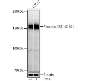 Western Blot - Anti-IRS1 (phospho Ser1101) Antibody (A306239) - Antibodies.com