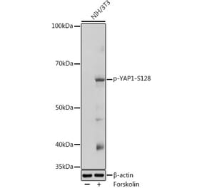 Western Blot - Anti-YAP1 (phospho Ser128) Antibody (A306241) - Antibodies.com
