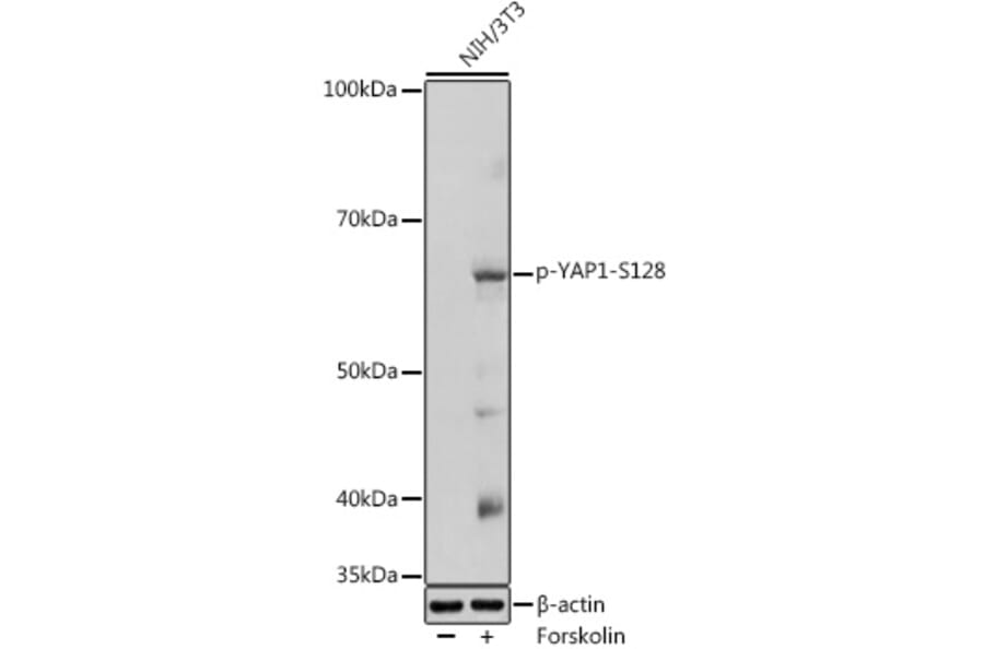 Western Blot - Anti-YAP1 (phospho Ser128) Antibody (A306241) - Antibodies.com