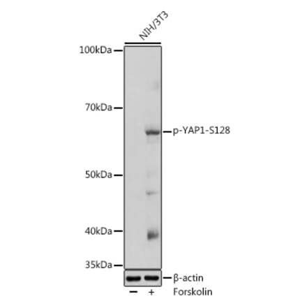 Western Blot - Anti-YAP1 (phospho Ser128) Antibody (A306241) - Antibodies.com