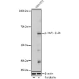 Western Blot - Anti-YAP1 (phospho Ser128) Antibody (A306241) - Antibodies.com