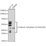 Western Blot - Anti-Carbonic Anhydrase 9/CA9 Antibody [ARC1275] (A306242) - Antibodies.com