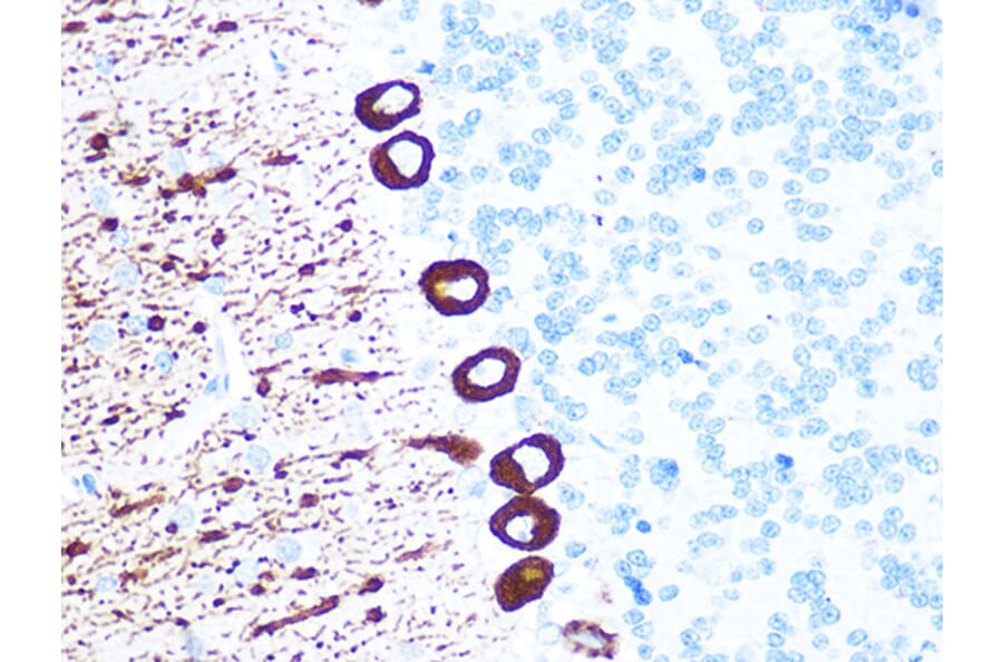 Immunohistochemistry - Anti-IP3 receptor Antibody [ARC1007] (A306244) - Antibodies.com