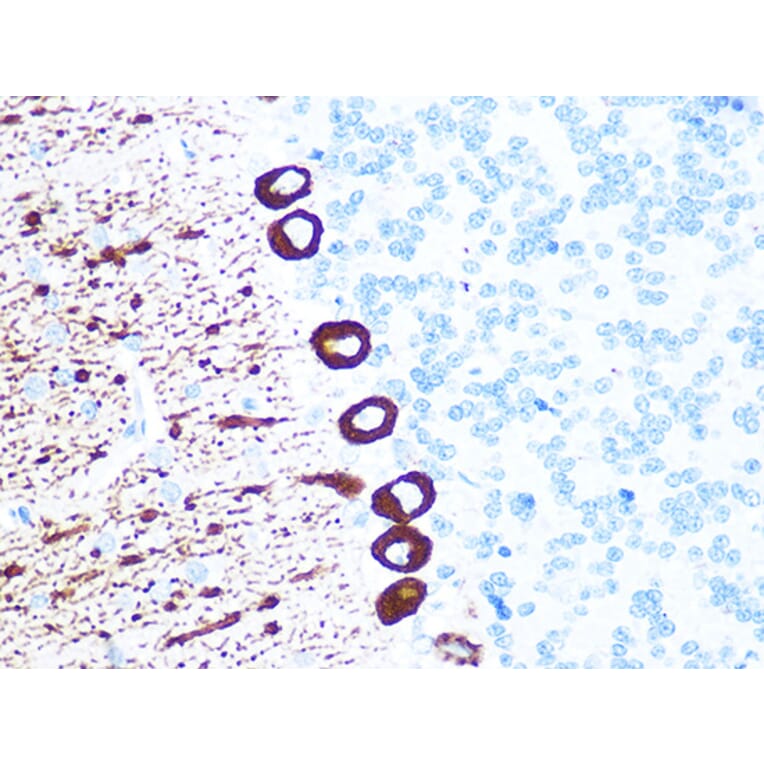 Immunohistochemistry - Anti-IP3 receptor Antibody [ARC1007] (A306244) - Antibodies.com