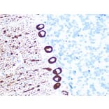Immunohistochemistry - Anti-IP3 receptor Antibody [ARC1007] (A306244) - Antibodies.com