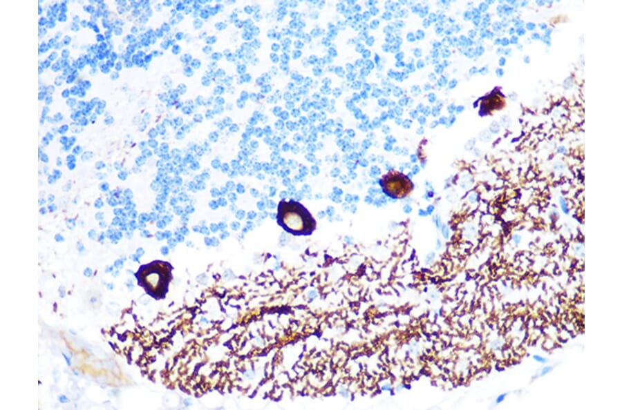 Immunohistochemistry - Anti-IP3 receptor Antibody [ARC1007] (A306244) - Antibodies.com