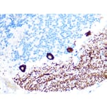 Immunohistochemistry - Anti-IP3 receptor Antibody [ARC1007] (A306244) - Antibodies.com