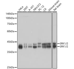 Western Blot - Anti-ERK1 + ERK2 Antibody [ARC0212] (A306245) - Antibodies.com