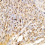 Immunohistochemistry - Anti-ERK1 + ERK2 Antibody [ARC0212] (A306245) - Antibodies.com