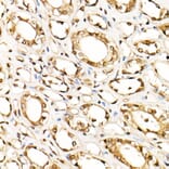 Immunohistochemistry - Anti-ERK1 + ERK2 Antibody [ARC0212] (A306245) - Antibodies.com