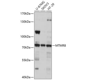 Western Blot - Anti-MTMR8 Antibody (A306247) - Antibodies.com