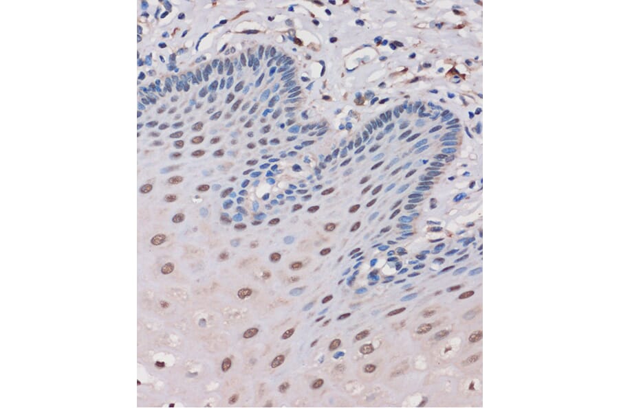 Immunohistochemistry - Anti-MTMR8 Antibody (A306247) - Antibodies.com