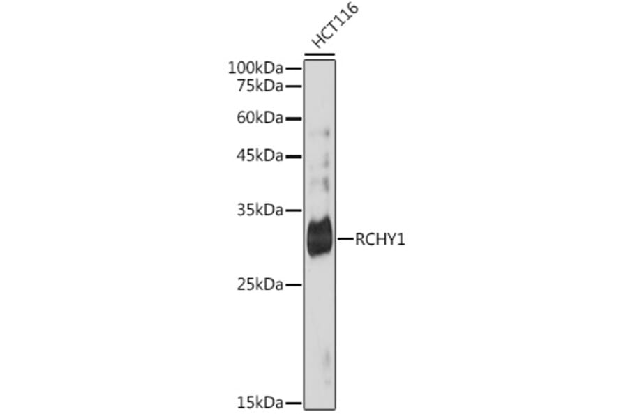 Western Blot - Anti-Pirh2 Antibody [ARC2469] (A306249) - Antibodies.com