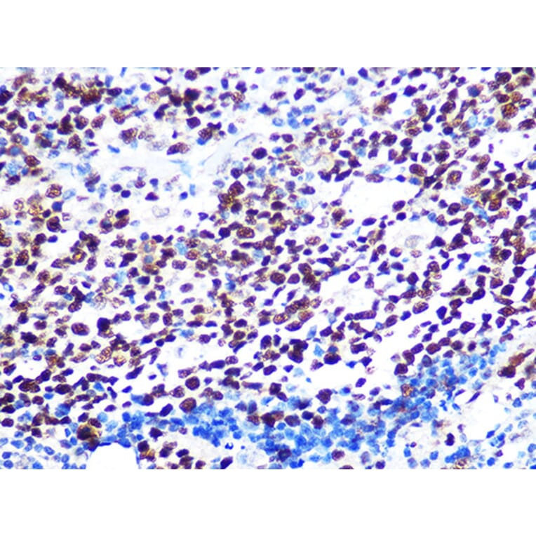 Immunohistochemistry - Anti-KAT1/HAT1 Antibody [ARC1002] (A306252) - Antibodies.com