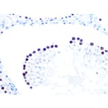 Immunohistochemistry - Anti-KAT1/HAT1 Antibody [ARC1002] (A306252) - Antibodies.com