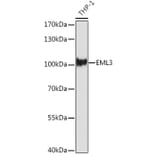Western Blot - Anti-EML3 Antibody (A306255) - Antibodies.com