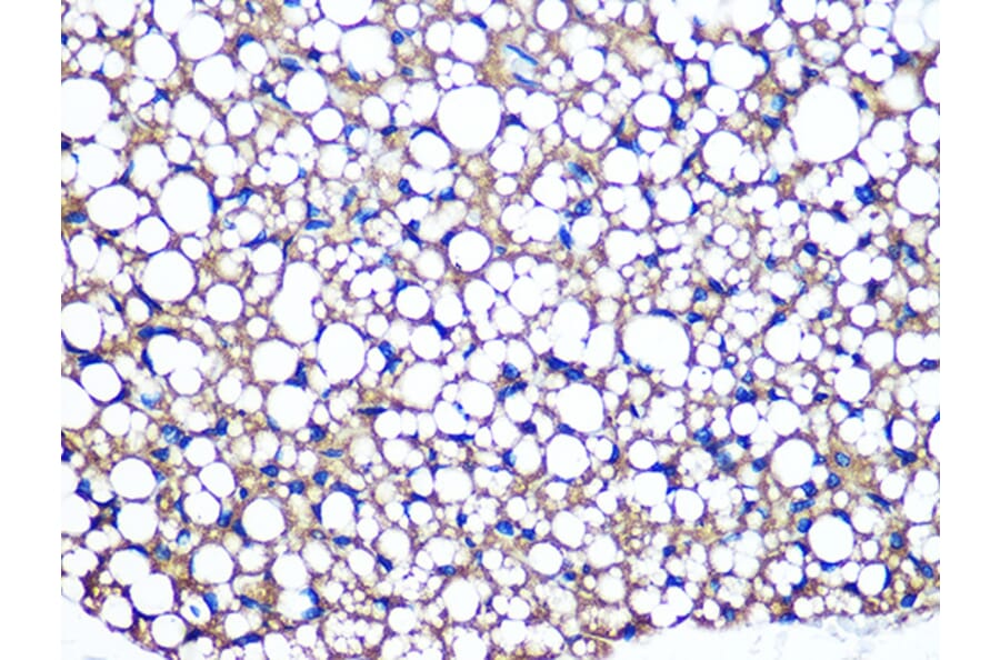 Anti-Perilipin-1 Antibody [ARC1122] (A306256) - IHC