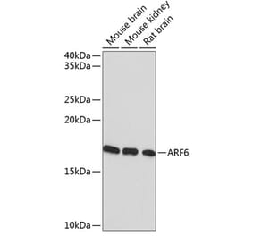 Western Blot - Anti-ARF6 Antibody [ARC0617] (A306257) - Antibodies.com