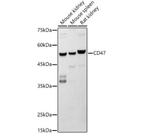 Western Blot - Anti-CD47 Antibody [ARC51804] (A306258) - Antibodies.com