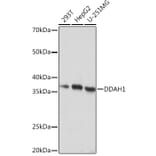 Western Blot - Anti-DDAH1 Antibody [ARC1043] (A306259) - Antibodies.com