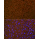 Immunofluorescence - Anti-Protein C Antibody [ARC1023] (A306260) - Antibodies.com