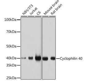 Western Blot - Anti-Cyclophilin 40 Antibody [ARC1260] (A306261) - Antibodies.com