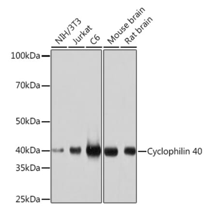 Western Blot - Anti-Cyclophilin 40 Antibody [ARC1260] (A306261) - Antibodies.com