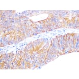 Immunohistochemistry - Anti-Cyclophilin 40 Antibody [ARC1260] (A306261) - Antibodies.com