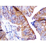 Immunohistochemistry - Anti-PAR2 Antibody [ARC1246] (A306265) - Antibodies.com