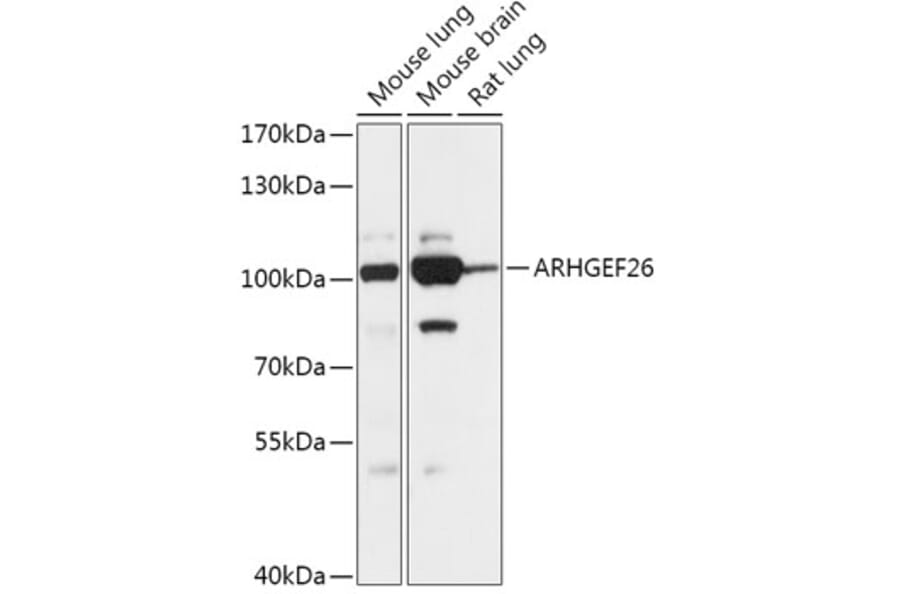 Western Blot - Anti-ARHGEF26 Antibody (A306266) - Antibodies.com