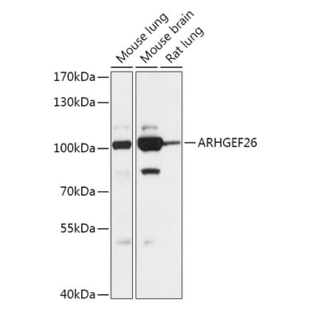 Western Blot - Anti-ARHGEF26 Antibody (A306266) - Antibodies.com
