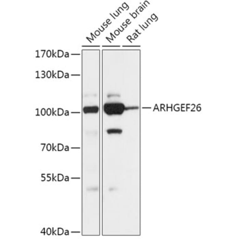 Western Blot - Anti-ARHGEF26 Antibody (A306266) - Antibodies.com