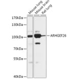 Western Blot - Anti-ARHGEF26 Antibody (A306266) - Antibodies.com