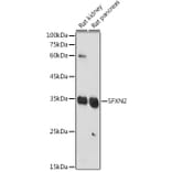 Western Blot - Anti-SFXN2 Antibody (A306267) - Antibodies.com