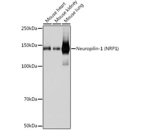 Western Blot - Anti-Neuropilin 1 Antibody [ARC0488] (A306268) - Antibodies.com